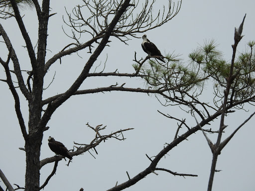 National Park «Fort Pickens», reviews and photos, 1400 Fort Pickens Rd, Pensacola Beach, FL 32561, USA