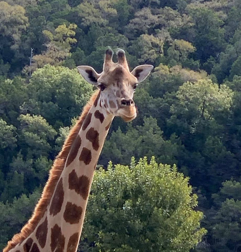 Zoo «Natural Bridge Wildlife Ranch», reviews and photos, 26515 Natural Bridge Caverns Rd, San Antonio, TX 78266, USA