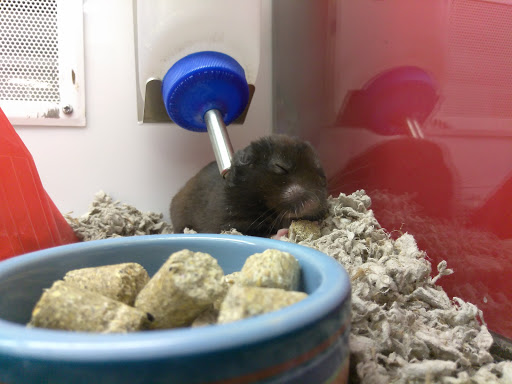 Pet Supply Store «Petco Animal Supplies», reviews and photos, 855 E Bidwell St, Folsom, CA 95630, USA