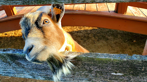 Golf Course «Waters Edge Mini Golf», reviews and photos, 230 N Ronks Rd, Bird in Hand, PA 17505, USA