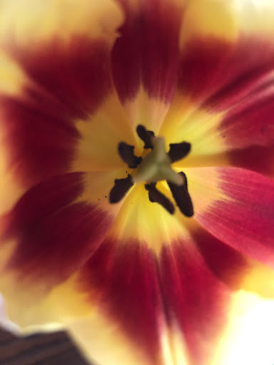 Florist «Fleur Flower Boutique. Order flowers Online», reviews and photos, 16167 Biscayne Blvd, North Miami Beach, FL 33160, USA