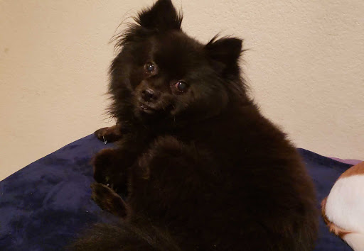 Pet Supply Store «Petco Animal Supplies», reviews and photos, 8700 Preston Rd #105, Plano, TX 75024, USA