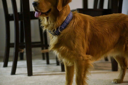 Pet Store «Pet Kingdom», reviews and photos, 4650 S Cleveland Ave, Fort Myers, FL 33907, USA