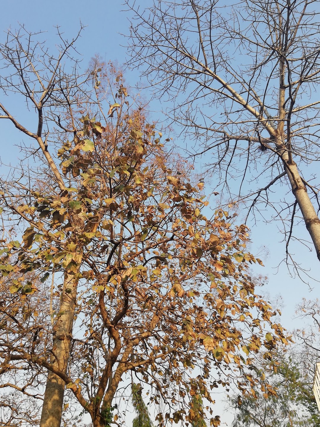 Vrindavan