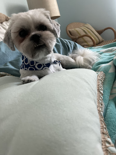 Pet Store «Pets Place Grooming», reviews and photos, 1272 SW California Blvd, Port St Lucie, FL 34953, USA