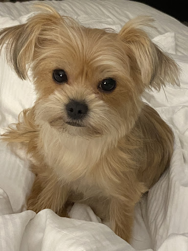 Pet Groomer «Furry Tails Pet Grooming», reviews and photos, 865 Cypress Pkwy, Poinciana, FL 34759, USA