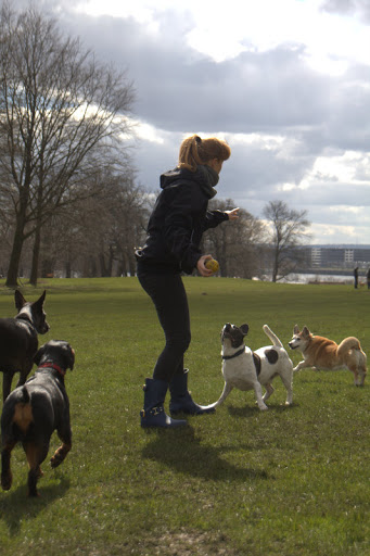 StadtParkHund - Hundetraining und Verhaltensberatung