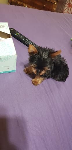 Pet Store «The Puppy Store», reviews and photos, 1163 Merrick Ave, Merrick, NY 11566, USA