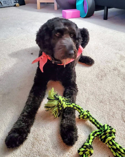 Pet Supply Store «PetSmart», reviews and photos, 4794 Jimmy Lee Smith Pkwy #108, Hiram, GA 30141, USA