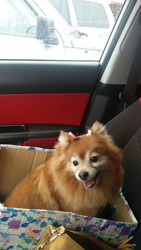 Pet Supply Store «PetSmart», reviews and photos, 36395 Euclid Ave, Willoughby, OH 44094, USA