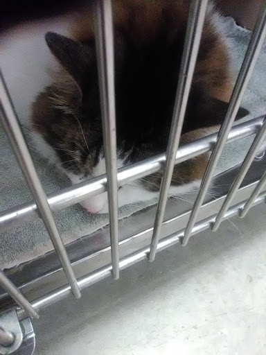 Pet Supply Store «PetSmart», reviews and photos, 4550 W Lake Mary Blvd, Lake Mary, FL 32746, USA