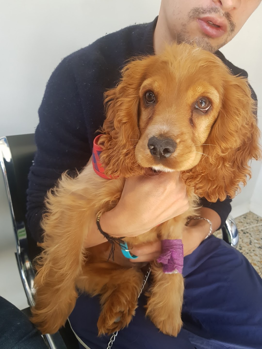 Central De Urgencias Veterinarias