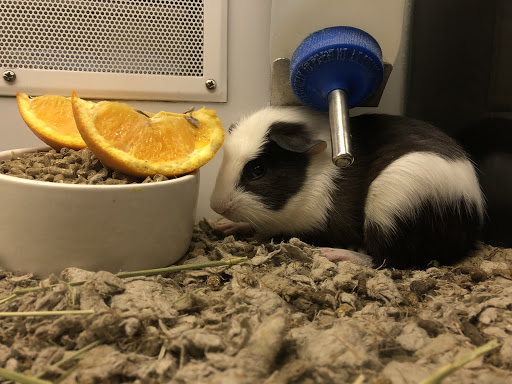 Pet Supply Store «Petco Animal Supplies», reviews and photos, 28400 Dequindre Rd, Warren, MI 48092, USA