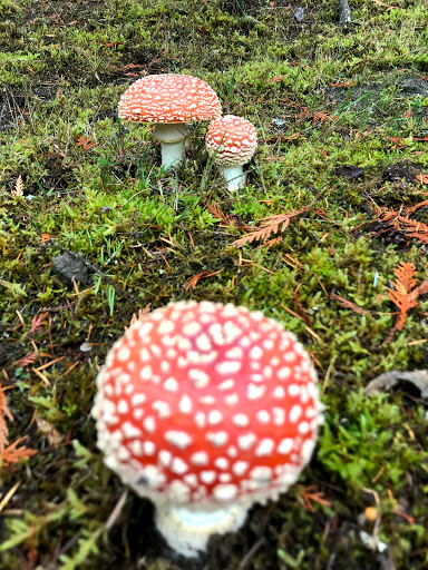 Home Improvement Store «The Home Depot», reviews and photos, 21750 Market Pl NW, Poulsbo, WA 98370, USA