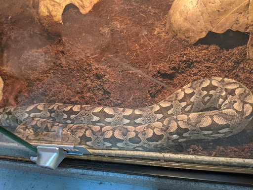 Pet Store «CUSTOM CREATURES PET SHOP», reviews and photos, 10727 N 19th Ave, Phoenix, AZ 85029, USA