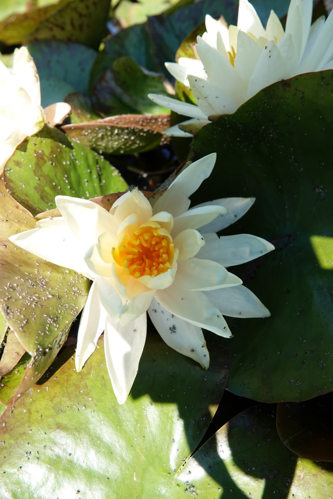 Photo n° 12 de l'avis de Anthony.o fait le 13/06/2021 à 14:25