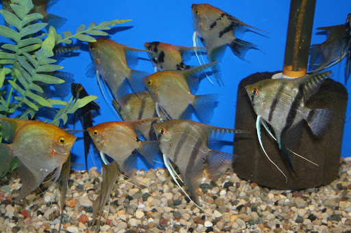 Tropical Fish Store «Aquatic Treasures/Bruces Pond Shop», reviews and photos, 20708 Gudith Rd, Brownstown Charter Twp, MI 48183, USA