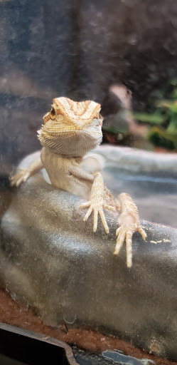 Pet Supply Store «PetSmart», reviews and photos, 225 NW Commons Loop, Lake City, FL 32055, USA