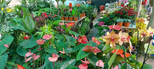 Opiniones de Jardines De El Sur en Chincha Alta - Centro de jardinería
