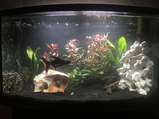 Pet Supply Store «Petco Animal Supplies», reviews and photos, 921 Harley Strickland Blvd, Orange City, FL 32763, USA