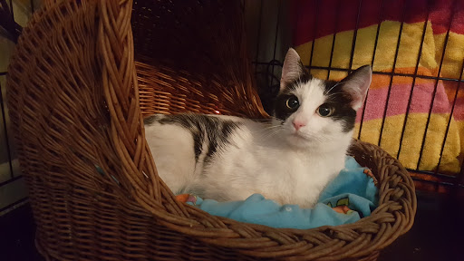 Pet Supply Store «Petco Animal Supplies», reviews and photos, 2255 East Ridge Road, Irondequoit, NY 14622, USA