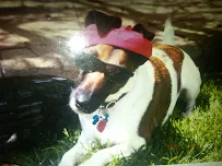 Happy Paws Pet Sitting Plus - Car repair in , Salt Lake City - Rated 4.7/5