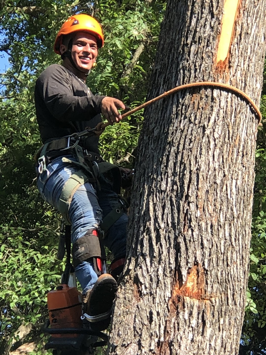 Austin Corderos Tree Care