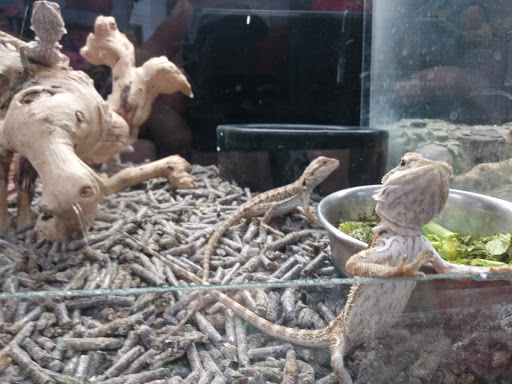 Pet Store «Animal Lovers Pet Shop», reviews and photos, 24028 Vista Montana, Torrance, CA 90505, USA