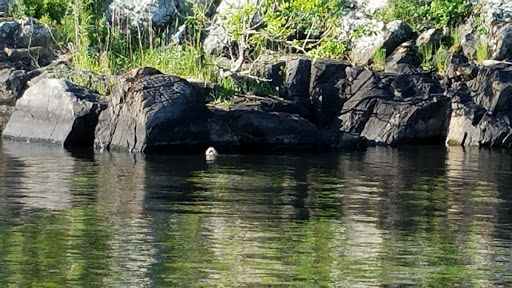 National Park «Voyageurs National Park», reviews and photos