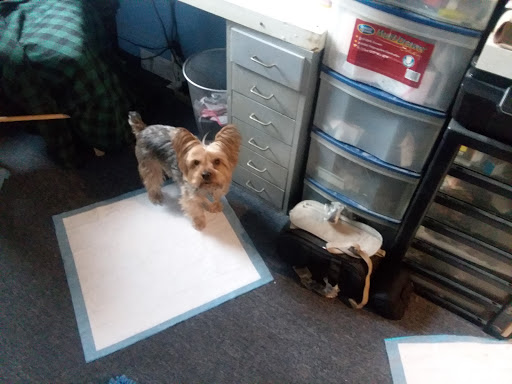 Pet Supply Store «Pet Supplies Plus», reviews and photos, 135-25 79th St, Howard Beach, NY 11414, USA