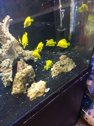 Pet Store «Colchester pet Shop LLC», reviews and photos, 111 Loomis Rd #2a, Colchester, CT 06415, USA