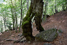 Bosque de Carlac Bausen