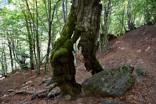 Bosque de Carlac à Bausen