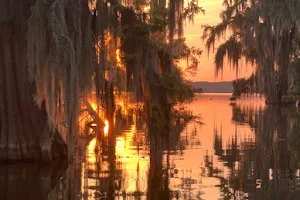 Champagne's Swamp Tours / with the only facilities and restrooms, store, ect on lake Martin, louisiana image