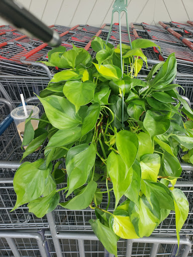 Grocery Store «Hannaford Supermarket», reviews and photos, 45 Hadjis Way Suite 6, Lake Placid, NY 12946, USA