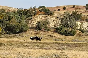 Dakota Prairie Grasslands image
