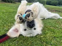 Dogs On The Run - Car repair in , Gresham - Rated 0.0/5