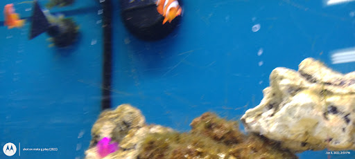 Pet Supply Store «Petco Animal Supplies», reviews and photos, 304 Western Ave, Brighton, MA 02135, USA