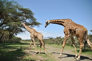 Lake Naivasha image