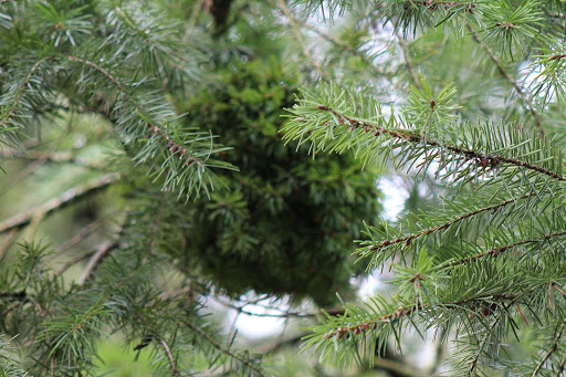 Park «Powell Butte Nature Park», reviews and photos, 16160 SE Powell Blvd, Portland, OR 97236, USA