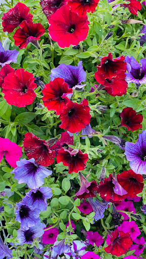 Home Improvement Store «The Home Depot», reviews and photos, 3051 E Main St, Mohegan Lake, NY 10547, USA