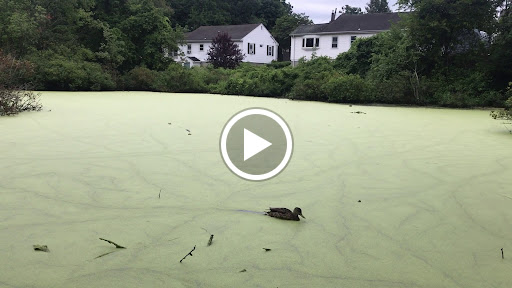 Nature Preserve «Dolan Pond Conservation Area», reviews and photos, Webster Park, West Newton, MA 02465, USA