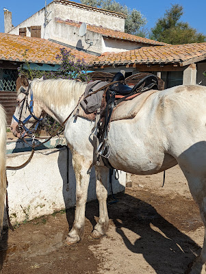 Promenade à Cheval La Palunette à Saintes-Maries-de-la-Mer
