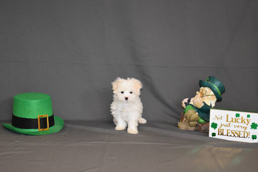 Pet Store «Puppy City», reviews and photos, 3343 Valley Pike, Winchester, VA 22602, USA