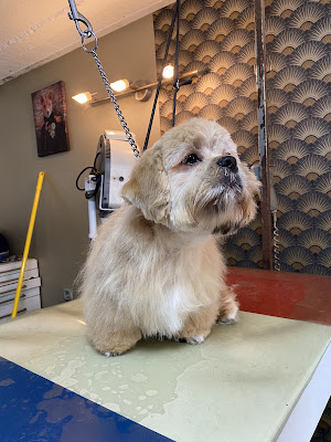 salon de toilletage canin cleb art à Marquette-en-Ostrevant