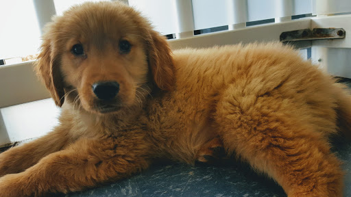 Pet Store «Puppies Plus LLC», reviews and photos, 6405 S Virginia St # 1, Reno, NV 89511, USA