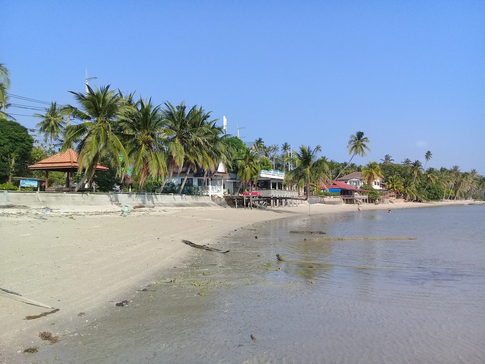 Photo of Coconut Tree with long straight shore