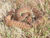 Speedy Animal Control - Photo 5 - Car repair in Santee, CA, San Diego