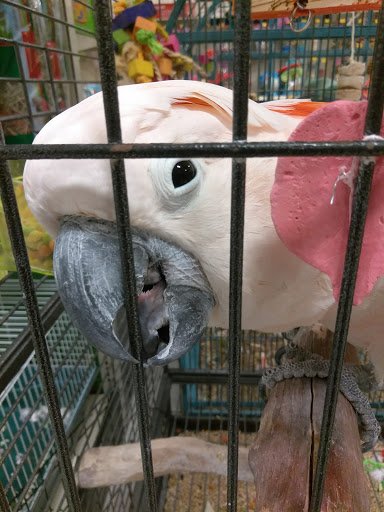 Pet Supply Store «PetSmart», reviews and photos, 290 S Broadway, Salem, NH 03079, USA