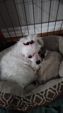 Puppy Love - Photo 3 - Car repair in Port St. Lucie, FL, Port St. Lucie
